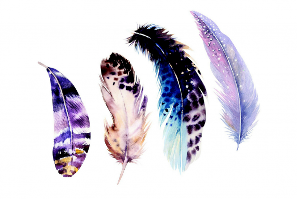 Wings and Feathers